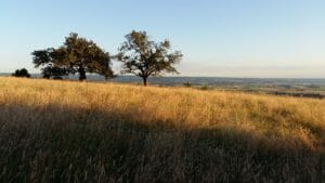 Vue sur les champs au mois de Juin